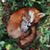 Laurie Fox Bennett's profile image