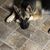 Deb Voyles's profile image