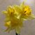 Maureen Connolly's profile image