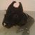 DL Chipman's profile image