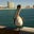 Carlos Morales's profile image