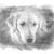 Dale Kiehl's profile image