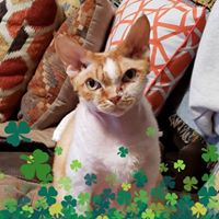 Shelly Marquer's profile image