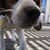 Michelle Beagle's profile image
