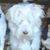 Laureen Walsh Muller's profile image