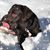 Charlene Crowell's profile image
