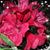 Patricia A. Boyd's profile image