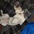Allison Skaggs's profile image