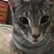 Shannon Stevens Setzer's profile image