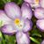 Charlene Witt's profile image