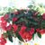 Cindy Kenerson's profile image