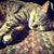 Christine Brown's profile image