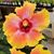 Carol Uminski Rose's profile image