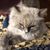 KandKd Morrow's profile image