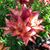 Carlene Olson Garrick's profile image