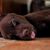 Adolfo Jose Games's profile image