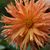 Kathy Mitchell Davis's profile image
