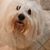 Merci Ava Maria's profile image