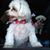 Carolee Tillett's profile image