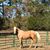 April Anderson Polk's profile image