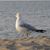 Roberta Hubbard's profile image