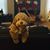 Sebrina Sweeney's profile image