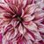 Kristine Corey McCarthy's profile image