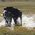 Laurie A Coulter's profile image