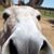 Britney Howard Samford's profile image