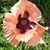 Catherine Diez Donavon's profile image