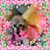 Diana L Evans's profile image