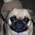 Debby Applegate's profile image