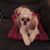 Judie Lawrence's profile image