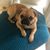 Tracy Lee Fieldhouse's profile image