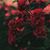 Julie Combs's profile image