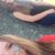 Leanna Marie Wiser's profile image