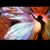 Marisiel Rivera Acevedo's profile image