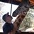 Steve Kelemen's profile image