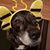 Lisa Freeman Cpdt-ka's profile image