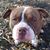 John Jones Jr.'s profile image