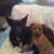 Deana Salvatore's profile image