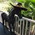 Penny Lillies's profile image