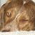 Jane Rachal's profile image
