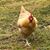 Emily Stewart's profile image