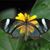 Philippa Stephens's profile image
