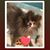 Dana Moorefield's profile image
