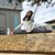 Irene Trinidad Angeles's profile image