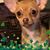 Anthony Antonazzo's profile image