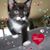Julie Lopes's profile image