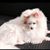 Tina Peckels's profile image
